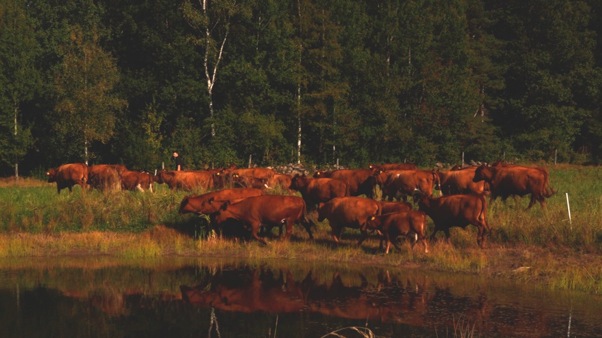 Filmning pågår: rotationsbete & uppbyggnad av skogsbetessystem