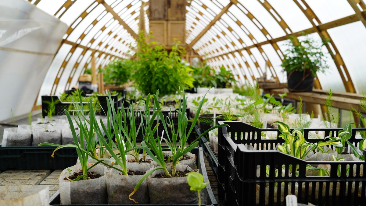 Filmning pågår: fleråriga grönsaker & perenna&nbsp;odlingssystem