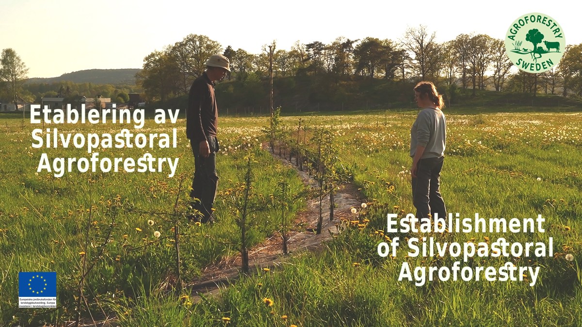 Filmpremiär: Etablering av Silvopastoral Agroforestry – en intervju med Jesper Sandström på&nbsp;Kyrkbygård