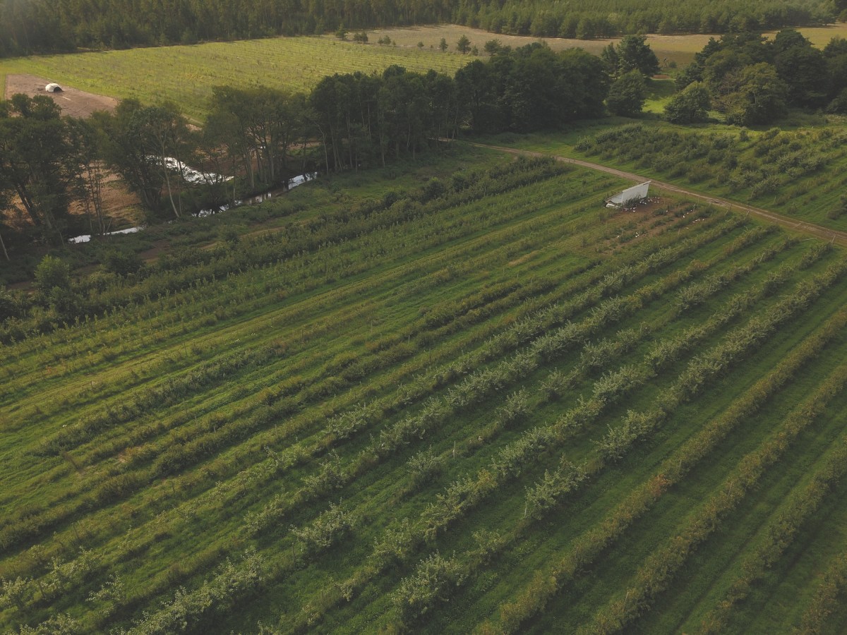 Broschyrer om agroforestry
