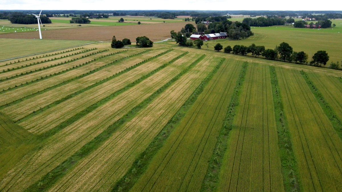 Ny film i serien om svensk agroforestry – potential och&nbsp;erfarenheter