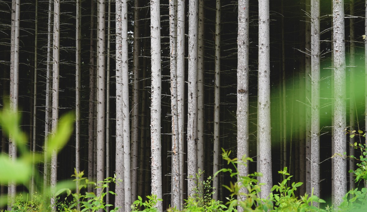Föredrag: Omställning av granplantage till hållbart och mångfunktionellt skogsbruk på Agroforestry Sveriges årsmöte 23 mars&nbsp;2025