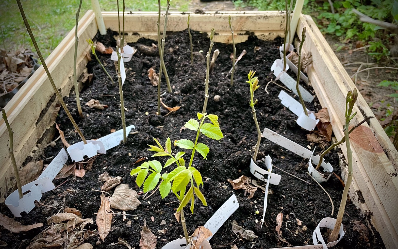 Unga valnötsplantor i odlingslåda